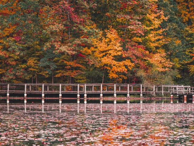 Trees with orange, red, and green leaves on the far side of a pond covered with leaves.