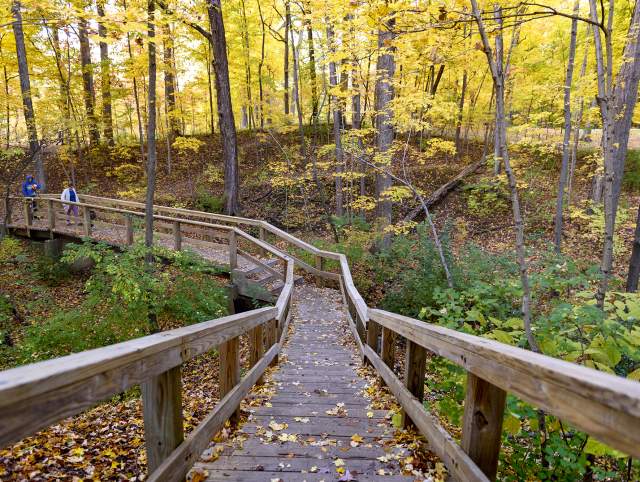 Fall in Shoaff Park