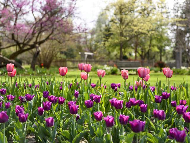 pink and purple tulips in bloom at foster park
