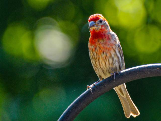 House Finch at Fox Island County Park in Fort Wayne, Indiana. Uploaded by Amy Jo Marlow.