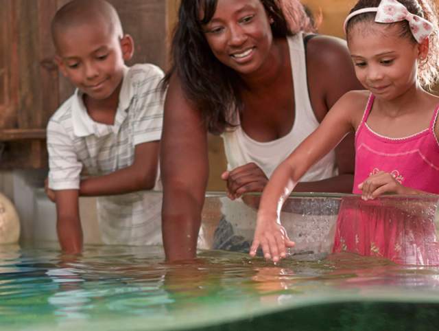 Pet the Stingrays at the Fort Wayne Children's Zoo