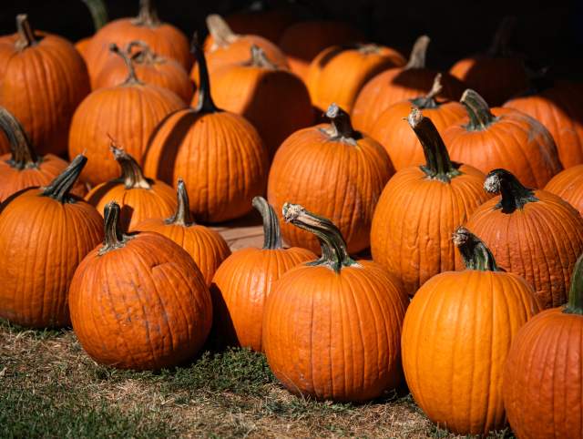 Pumpkins on display at the Kuehnert Dairy Fall Festival in Fort Wayne, Indiana.