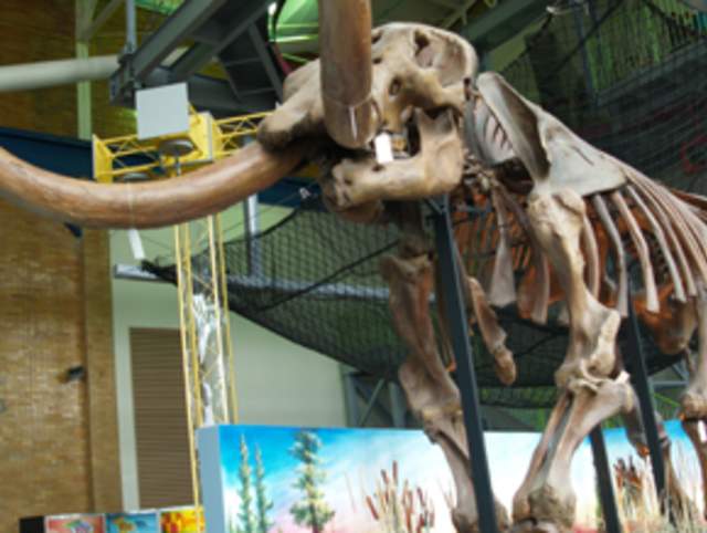 Mastodon Bones at Science Central