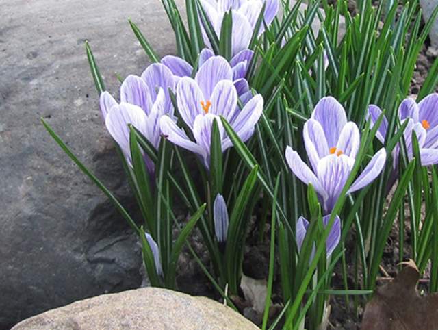 spring flowers