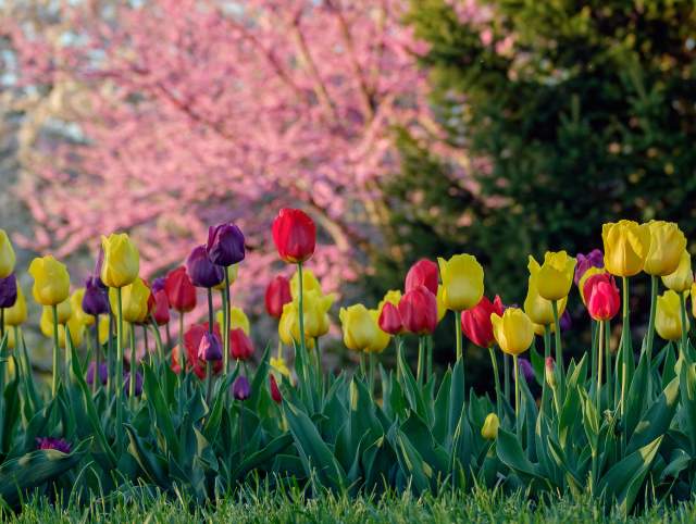 The Flowers of Fort Wayne’s Parks