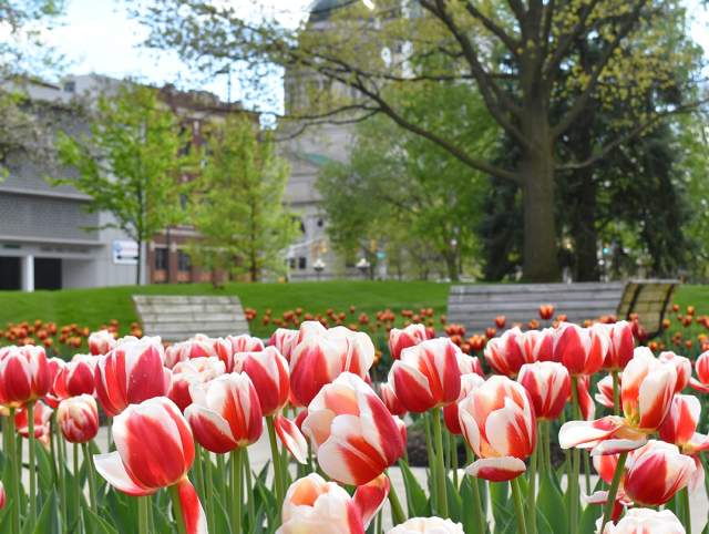 Spring Flowers in Freimann Square - Downtown Fort Wayne