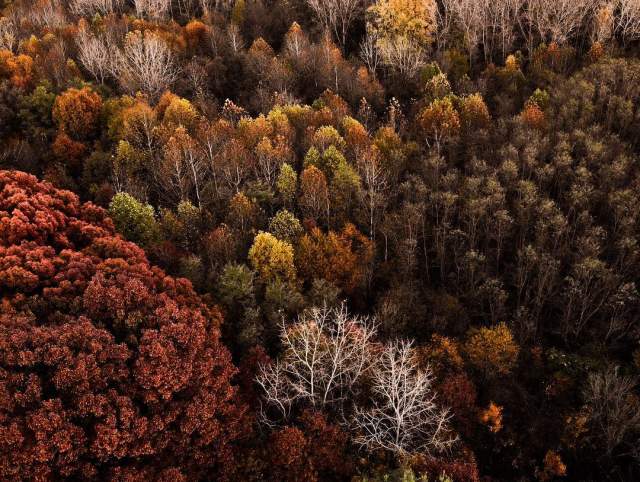 Aerial view of fall trees at Metea County Park in Fort Wayne