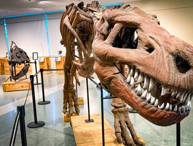 Photo of the Dinosaur exhibition and photos of dinosaur bones at the Allen County Library May 1 - July 31.