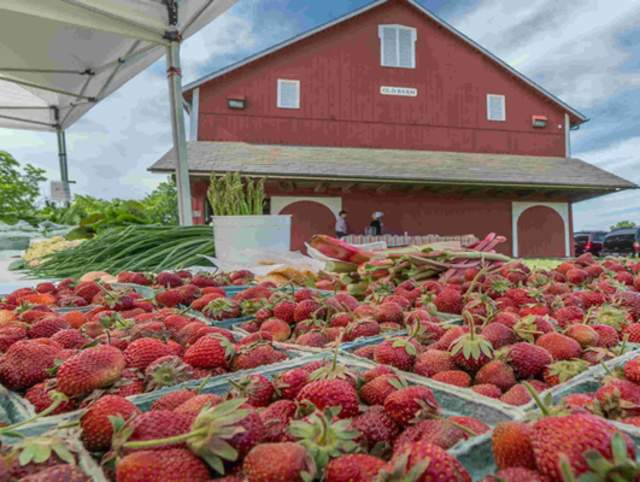 Farmer's Market at Salomon Farm Park