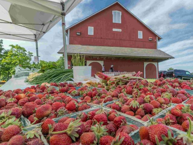 Buckets of strawberries in the market at Salomon Farm Park