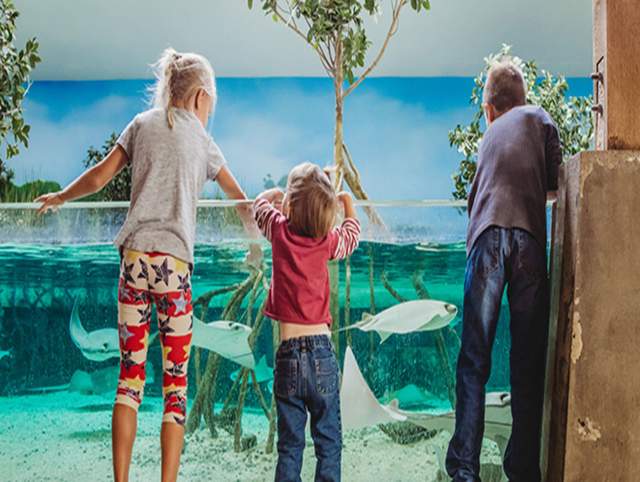 Photo of children watching stingrays