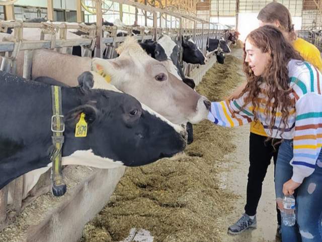 Image of two girls petting cows at Kuehnert Dairy Farm