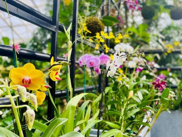 Beautiful plants from the Sweetheart Orchid Display