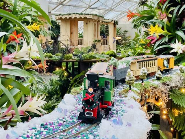 Fern's Fairylight Express