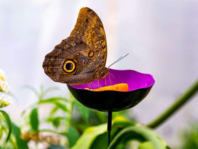 Pictures of the Butterfly Exhibit for Color in Motion