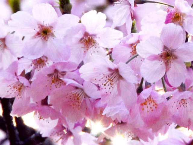 Cherry Blossom Festival of Fort Wayne