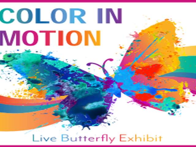 Color in Motion: Butterfly Exhibit