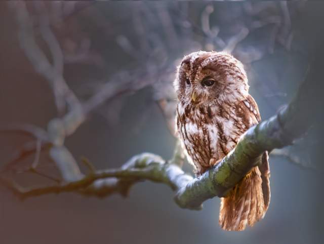 Feather Fest at Lindenwood Nature Preserve