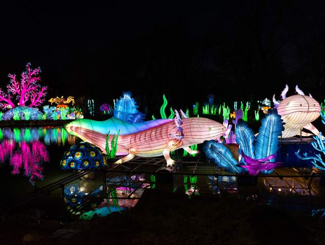 Promotional images for Glo Wild at the Fort Wayne Zoo. Select dates in 2026, beginning March 5.