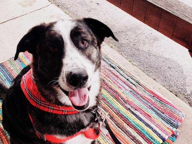 Picture of black and white dog with bandana