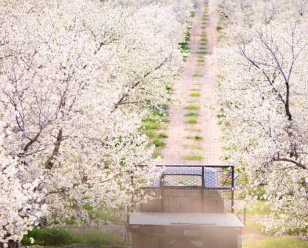 Cherry Hill Farm with blossoms