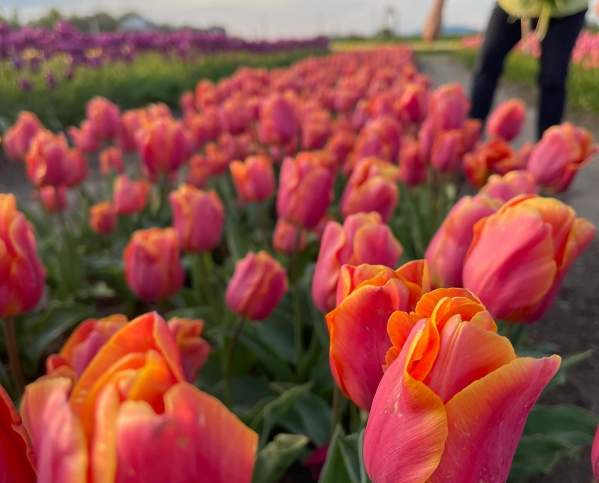 Utah Tulip Festival