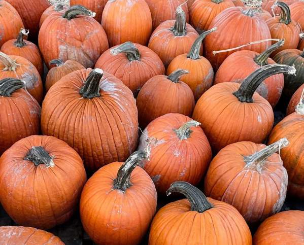 Pumpkins