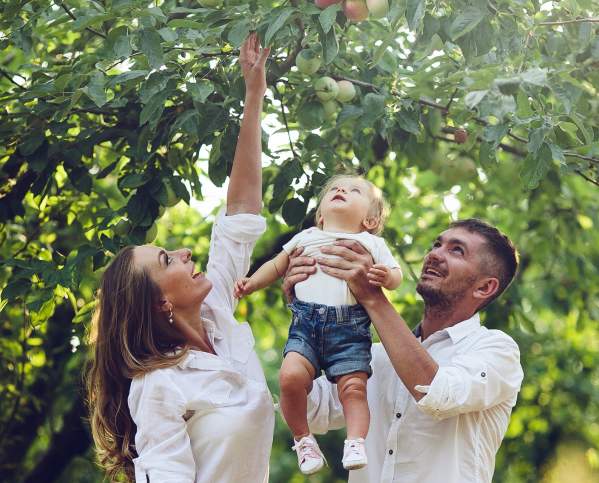 Apple Picking rowleys