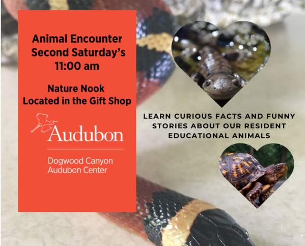 Animal Encounter at Dogwood Canyon Audubon Center