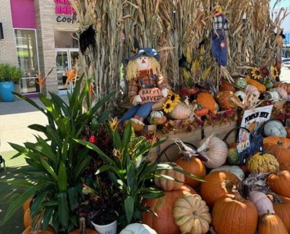 Pumpkin Patch Photos at Hillside Village