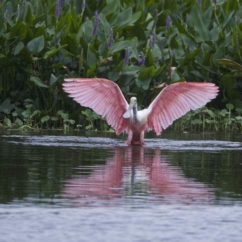Roseate Spoonbill at Cattail Marsh in Beaumont, TX.