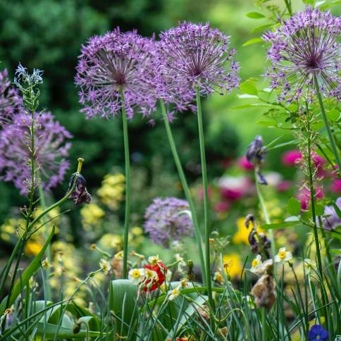 Multi-color flowers growing in a Beaumont garden