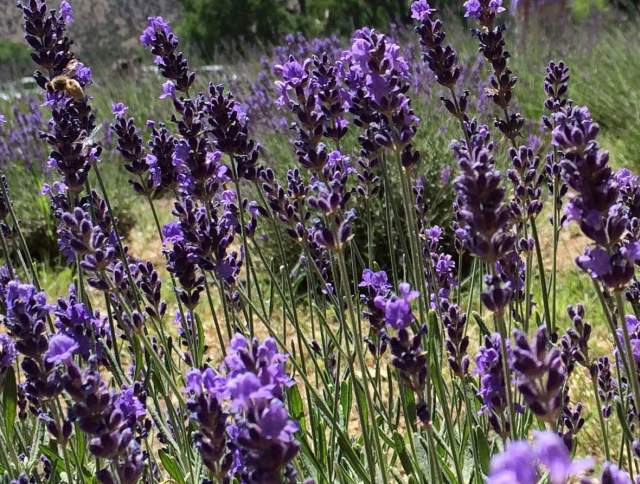 Purple Adobe Lavender Farm