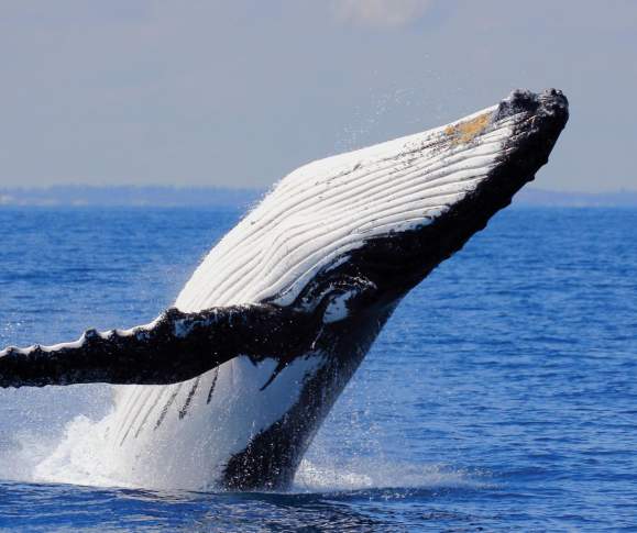 Whale Watch Western Australia new winter tours