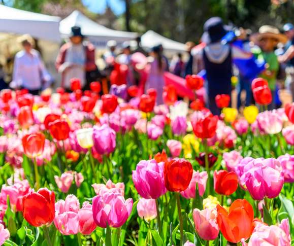 Springtime at Araluen Tulip Festival