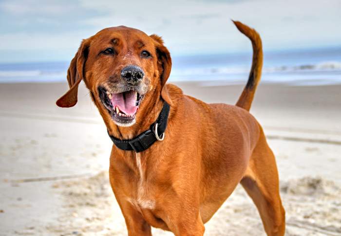 This Beach Trip Has Gone to the Dogs!