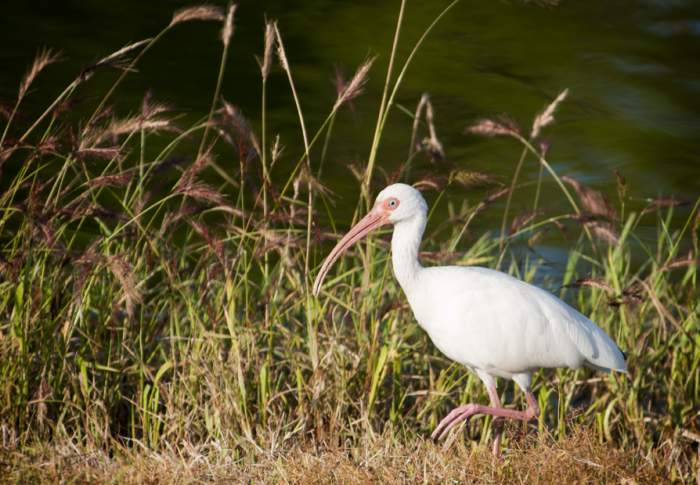 Tips for Birding in NC's Brunswick Islands