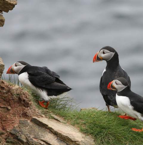 Kerry_Animals_Puffin