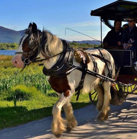 VISIT_WORK_KCB_Kerry_Convention_Bureau_jaunting_car_ride_through_killarney_national_park_HERO