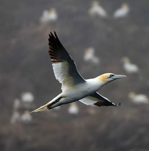 Gannets Little Skellig Valerie O'Sullivan