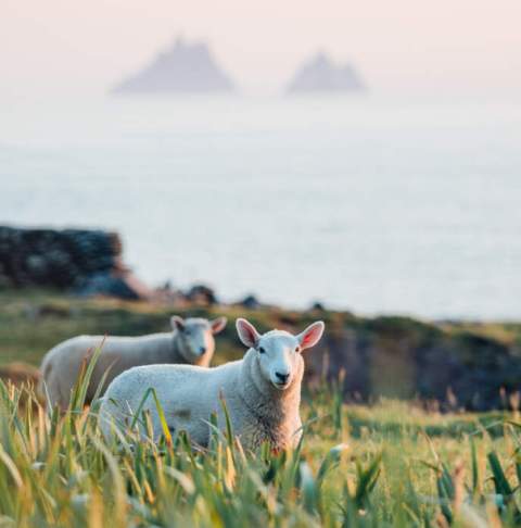 VISIT WORK LIVE Flagship Hero Easter in Kerry Kim Leuenberger Tourism Ireland from Failte Ireland Content Pool Sheep Skelligs Coast