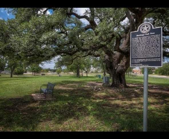 Heritage Oak Tree