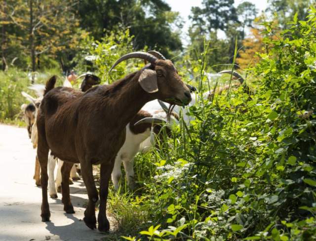 Goats at the Arboretum