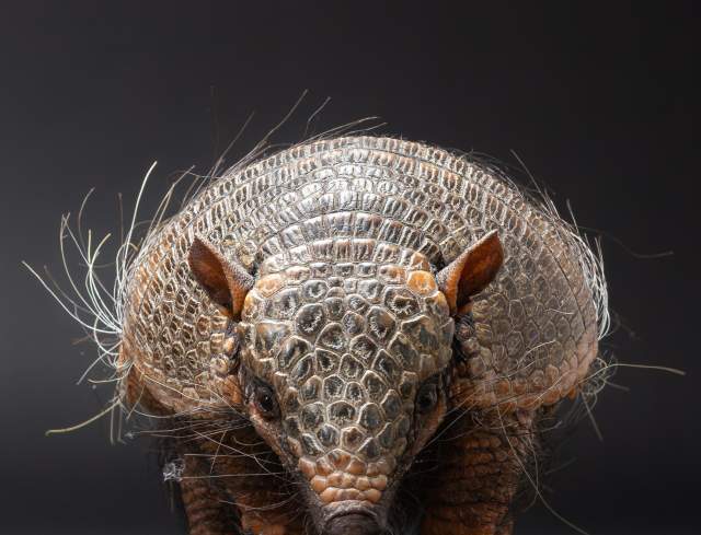 Extreme Animals Alive! at HMNS