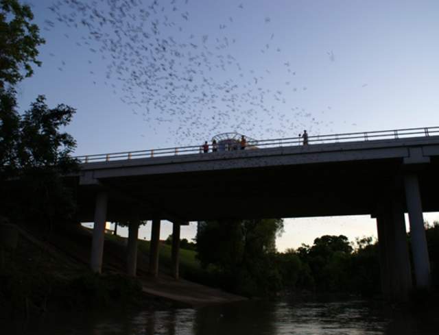 Buffalo Bayou Cruise: Bats