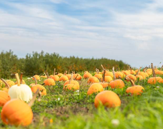 Fall at Northhill Orchard