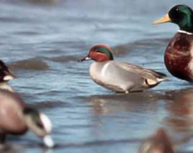Green-Winged Teal