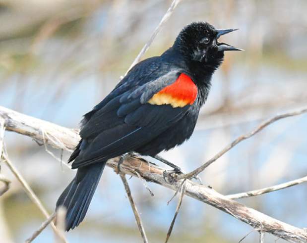 Red-Winged Black Bird