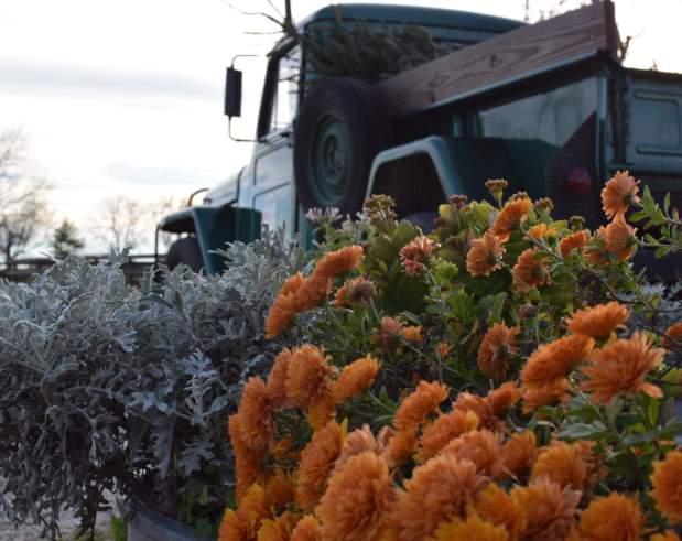 Old truck & flowers