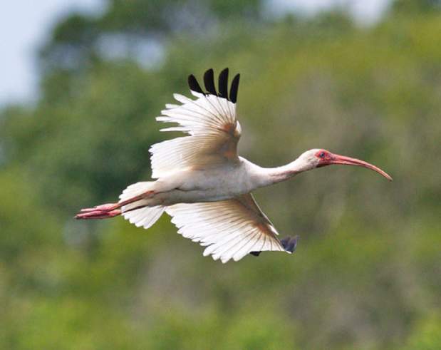 American White Ibis